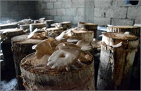 İlk denemelerinin başarılı olmasının ardından evinin bodrumuna yerleştirdiği yaklaşık 80 kütükle mantar üretimine başlayan Keserci bazı arkadaşlarının kendisini örnek alması üzerine köyünde yeni bir çalışma alanının doğmasına ön ayak oldu