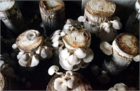 Ankara da yaşayan bir vatandaşın sosyal medya üzerinden istiridye mantarı yetiştiriciliğiyle ilgili kurs verdiğini anlatan Nail Keserci Kurs görüntülerini defalarca izledim Aynısını evimin bodrumunda yapmaya çalıştım Geçen yıl kütükleri hazırlamamın ardından internet üzerinden istiridye mantarının tohumlarını sipariş ettim Videoda gördüğüm şeyleri uygulamaya çalıştım Yaklaşık beş ay sonra mantarlar olmaya başladı diye konuştu