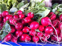 Zamanı geçmiş olan fındık turpu