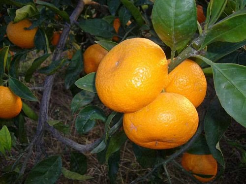 Mandalina