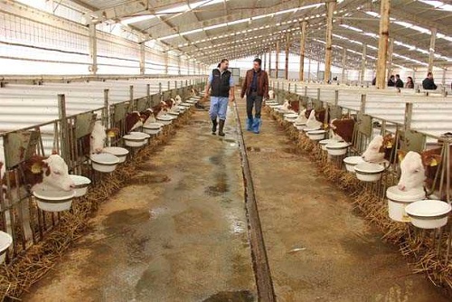 Necef Türkiye hayvancılığına hayvancılık teknolojisinde gelinen son noktaları kazandırmak için yola çıktıklarına değinerek Çiftliği kurarken en büyük hedefimiz hayvancılık teknolojisinin son geldiği noktaları kullanmak ve onu Türkiye hayvancılığına kazandırmaktı Bu amaçla ilk yaptığımız şeylerden biri hayvancılık teknolojisindeki kızgınlık ve ruminasyon geviş getirme sayısını sayarak hayvanların sağlığını ve süt verimini sürekli kontrol ettiğimiz tasmaları kullanıyoruz Verilere göre veteriner gruplarımızla anlık müdahale ediyoruz dedi