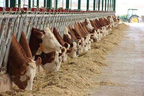 24 saat yaşayan bir tesis Yaklaşık 180 dönüm arazi üzerine kurdukları ve hastalıktan ari ünvanı kazandıkları simental sığır çiftliklerinde çalışma sistemlerini bir fabrikaya benzeten Necef vardiya sistemi oluşturarak 40 çalışanları ile birlikte 24 saat yaşayan bir çiftlik oluşturduklarını belirtti