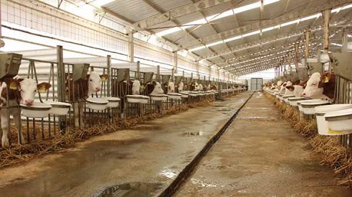 Sütün kalitesi Avrupa standartlarının üstünde 5 sağmal ağırı 1 doğumhanesi ve 1 düve yetiştirme merkezi ile birlikte hayvan refahının en yüksek düzeyde tutulduğu tesiste rotary tipi olarak adlandırılan sağım tesislerinde el değmeden günde 15 ton süt üretimi gerçekleştiriliyor İşletme sahiplerinden iş adamı ve makine mühendisi olan Fatih Murat Necef tesislerinde ürettikleri sütün kalitesinin bakteri ve somatik hücre açısından birçok kez aldıkları sonuçlar doğrultusunda Avrupa standartlarının çok üstünde olduğunu belirtti