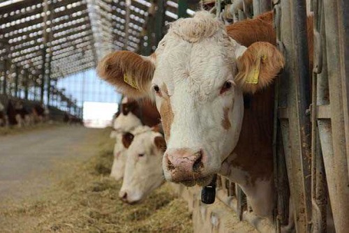 Tesisimiz hayvancılık biliminin gelmiş olduğu son noktadır Hayvancılık tesisinin işletme ortaklarından olan makine mühendisi Necef Türkiye de hayvancılık sektörünün gelişim gösterdiğini ve büyümekte olan bir sektör olduğunu düşündükleri için bu sektöre yöneldiklerini belirterek Avrupa da ve Türkiye de hayvancılıkla ilgili yaklaşık 600 ün üzerinde tesis gezdim Açıkçası şöyle söyleyeyim Avrupa da bile bulamazsınız Hayvan refahının bu oranda yüksek olduğun bir tesisi Avrupa da veya Amerika da bulmak çok güçtür Bu tümüyle üniversite kitaplarından alınan projelerle bir fiil bizim tarafımızdan yapılmış bir tesistir Herhangi bir danışmanlık dış destek alınmamıştır Tümüyle 2 ortağın ortaya çıkardığı bir tesistir burası Hayvancılık bilimin gelmiş olduğu son noktayı kendi tecrübelerimizle ve gördüklerimizle harmanlayarak bu tesisi ortaya çıkardık dedi