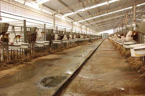 Gurur verici bir işletme Edirne Gıda Tarım ve Hayvancılık İl Müdürü Orhan Sarı da Biz il müdürlüğü olarak her zaman arkadaşlarımızla istişare halindeyiz Tarım bakanlığımızın ve devletimizin tüm desteklerini kendilerine sunmaya çalışıyoruz Gurur verici bir işletme Burası ayrıca hastalıktan ari statüsünde bir tesis Bu işletme ayrıca Trakya Bölgesi nde simental ırkından oluşan en büyük işletme konumunda Bu da bizler için gurur verici ifadelerini kullandı