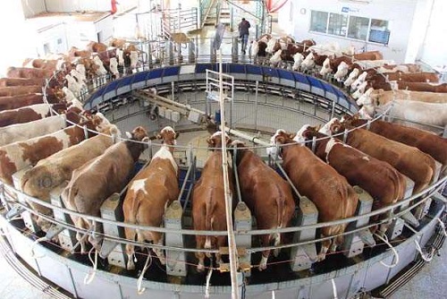 ODTÜ lü makine mühendisi iki ortağın hayvancılıktaki başarısı Avrupalı üreticileri hayrete düşürüyor 180 dönüm arazi üzerinde tamamen kendi projeleriyle hayata geçirdikleri ve hastalıktan ari ünvanı aldıkları simental sığır çiftliklerinde günde 15 ton süt üreten mühendis ortaklar 370 günde bir buza elde etme takvimi ile de Avrupalı rakiplerini hayrete düşürüyor