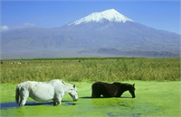 Ağrı dağı ve yaylaları Türkiye nin en yüksek dağı olan Ağrı dağı ve yüksek olduğundan dolayı havası temiz oksijeni bol Özellikle astım hastalarına birebir şifa kaynağı olan ağrı dağı ve yaylaları mide ve deri hastalıklarına da iyi geldiği gözlemlenmiştir