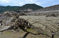 Tuncer bunların iç sularda nehirlerin denizle birleştiği yerlerde su yollarında göllerde kentsel alanlarda bulunduğunu yerli olmadığını farklı yol ve yöntemlerle Türkiye ye geldiğini bildirdi