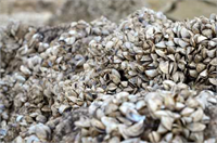 İstilacı Zebra türü midyeler Çanakkale Onsekiz Mart Üniversitesi ÇOMÜ Deniz Bilimleri ve Teknolojisi Fakültes Öğretim Üyesi Prof Dr Sezginer Tuncer zebra midye olarak bilinen Dreissen Polymorpha Pallas ın son derece hızlı üremesi ve bulunduğu çevredeki planktonlarla beslenmesi nedeniyle istilacı canlılar olarak tanımlandığını belirtti