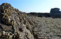 Su dibe inince midyeler bile ortaya çıktı Baraj yakınındaki Kayadere köyünün muhtarı Mustafa Erol da bu yıl yağış olmaması nedeniyle barajdaki su seviyesinin çok azaldığını söyledi