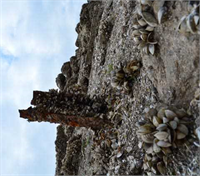 Suların çekilmesinin ardından baraj yatağındaki taşlara tutunan milyonlarca tatlı su midyesi gün ışığına çıktı Midye tarlasını andıran baraj yatağı ve toprak zemindeki çatlaklar kuraklığın izlerini taşıyor