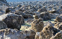 Son derece zararlı olan yararı bulunmayan bir türdür İnanılmaz hızlı yayılım gösterirler Şu anda biz bu türleri barajın savaklarındaki ve savak yakınlarındaki derelerde de bulduk Bunlar larva ile çoğalan canlılar Ekonomik değerleri yok Bulundukları yerde de tüketicileri olmadığı için çok hızlı şekilde yayılım gösteriyorlar Kuraklık nedeniyle ekolojik bir felakete doğru gidiyoruz Susuzluk çok fazla Yağmurun yağmaması nedeniyle büyük tehlike altındayız Çiftçiler üreticiler yağmuru bekliyorlar