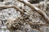 Çevre sakinlerinden Abdullah Mert İlhan da yaşanan kuraklığın Atikhisar bölgesinde çok net şekilde görüldüğünü söyledi Buradaki suyun inanılmaz şekilde azaldığını görmenin kendilerini üzdüğünü dile getiren İlhan gün yüzüne çıkan midyelerin farklı bir görüntü oluşturduğunu ifade etti