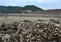 Suyu çekilen barajdan midye tarlası çıktı