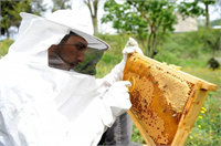 Arıların ağaçlardan ve bazı otsu bitkilerin tomurcuk ve yapraklarından toplayıp mumla karıştırarak kovanda ürettiği reçinemsi bir madde olan ve zamk gibi yapışan propolisin dünyanın en güçlü antioksidan kaynağı olduğu bildirildi