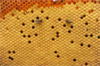 Boyacıoğlu propolisin herpes simplex gibi virüslerin yol açtığı dudak uçuklarına ve grip virüsüne karşı etkisinin bilimsel olarak kanıtlandığını uzun yıllardır fungal yani mantar enfeksiyonların önlenmesinde de kullanıldığını belirtti