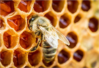 Arıların ağaçlardan ve bazı otsu bitkilerin tomurcuk ve yapraklarından toplayıp mumla karıştırarak kovanda ürettiği reçinemsi bir madde olan ve zamk gibi yapışan propolisin dünyanın en güçlü antioksidan kaynağı olduğu bildirildi