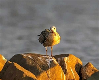 Dicle Üniversitesi Fen Fakültesi Biyoloji Anabilim Dalı öğretim üyesi Prof Dr Ahmet Kılıç martıların yeterince yiyecek bulamadığı için çöplük alanına gittiğini belirterek Devegeçidi Barajı kuşları araştırmamız sırasında martıları defalarca izleyebildik Yiyecek konusunda baraj göleti ve civarı yeterli olmadığından çöplüğe geliyorlar Ayrıca daha rahat ve bol yiyecek olduğu için bu mekanları tercih ediyorlar