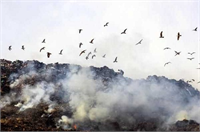 Kış aylarında Doğu Akdeniz kıyılarında da görülen Van Gölü martısı gümüş martıdan biraz küçük başı daha yuvarlak gözleri koyu renkli gagası daha kısa ve ince olarak tanınıyor