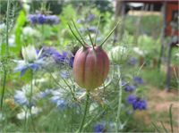Çörek otu tohumları pek çok uygarlıkta kutsal kabul edilmiş ve belki de bir baharatın görüp görebileceği en fazla saygıyı görmüş Peygamber Efendimizin bu konuda çok özel bir hadisi mevcut Çörek otuna kıymet verin zira o ölüm dışında her derde şifadır Bilimsel veriler bu hadisin gerçekliğini kanıtlıyor adeta çünkü yapılan yüzlerce hücre ve hayvan deneyi gösteriyor ki etki yelpazesi çok geniş bu sihirli tohumların