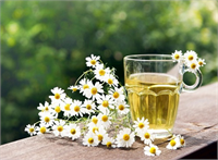 Papatya çayı uyku bozuklukları tedavisinde kullanılır romatizmal rahatsızlıklar için kullanılır deri döküntüsüne yol açan cilt hastalıklarının belirtilerini hafifletir gastrit ve ülseratif kolit tedavisinde kullanılır sabah bulantılarını hafifletir alerji belirtilerini azaltır stresi azaltır mide kasılmalarını engeller kaygıyı azaltır ve genel bir rahatlama sağlar bağırsak sorunlarını giderir bağırsak iltihaplanması tedavisinde yardımcı olarak kullanılır kasları gevşetir krampları azaltır diş eti hastalıklarını önler sakinleştirir karaciğeri çalıştırır adet dönemi kasılmalarını hafifletir bağışıklık sistemini güçlendirir apse tedavisinde gargara suyu olarak kullanılır