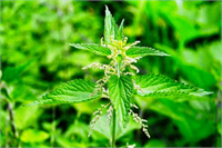 İşte bitki çaylarının faydaları Isırgan otu çayı idrar söktürücüdür yüksek miktarda demir içerir anemi tedavisinde yardımcı olarak kullanılır sindirim sistemini ve diğer organları temizler artrit semptomlarını hafifletir idrar yolu enfeksiyonlarının tedavisinde kullanılır karaciğeri temizler böbrekleri temizler öksürüğe iyi gelir bağışıklık sistemini güçlendirir soğuk algınlığına iyi gelir saman nezlesinin tedavisinde kullanılır sindirimi düzenler