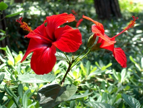 Hibiskus çayı kafeinsiz olan ve yüksek C vitamini içeren hibiskus bağışıklık sistemini güçlendirir tansiyonu düşürür tip 2 diyabette yüksek kan basıncını düşürmek için kullanılır antioksidandır kolesterolü düşürür mide kanserine karşı koruma sağlar şişliği alır sindirim sistemini çalıştırır kalp ve karaciğer hastalıklarına karşı kullanılır kilo vermeye yardımcıdır