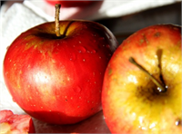 Elma İçerdiği kateşin ve kuarsetin pigmentleri ile kalp sağlığını destekleyen ve kansere karşı koruma sağlayan yiyeceklerin başında gelmektedir Yüksek lif içeriği ile sindirim sistemi sağlığını korur ve kabızlık probleminin aşılmasına yardımcı olur Yararlı öğeleri iç kısmından daha çok kabuğuna yakın kısmında ve kabukta yer almaktadır