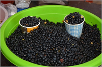 Yaban mersini En yüksek oranda antioksidan içeren meyveler listesinde ilk sıralarda yer alan yaban mersini vücuttan toksinleri temizleyerek yaşlanmaya karşı etki gösterir Tüm antioksidandan zengin yiyecekler gibi kansere yakalanma riskini azaltır ve kalp sağlığını destekler İçerdiği antosiyaninler ile görme fonksiyonlarını ve mental işlevleri desteklediği düşünülmektedir Bütün kronik hastalıkların ortaya çıkış nedenlerinden biri olan vücut iltihabının azalmasını sağlar