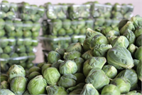 Lahana Brokoli Brüksel lahanası ve lahana gibi indol içeren sebzelerin kansere karşı ciddi bir koruma sağladığı kanıtlanmış durumda Yapılan bilimsel araştırmalar haftada en az bir gün bu sebzelerden birini tüketen erkeklerde kolon kanseri riskinin 66 daha az olduğunu kanıtlamıştır Aynı zamanda bu tür sebzelerin bağışıklık sistemini de güçlendirdiği düşünülmektedir