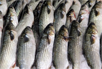 Balık Omega 3 yağ asitlerinin vücutta en kolay işlem göreni balıklarda bulunur Omega 3 yağ asitlerinin kalp sağlığı açısından önemli olduğu ve kolesterol seviyelerini düşürdüğü uzun zamandır bilinse de omega 3 ün bağışıklık sistemini güçlendirdiği ve eklem sağlığı açısından da önemli olduğu da tespit edilmiştir Omega 3 yağ asitlerinin zayıflamaya yardımcı olduğu düşünülmektedir Aynı zamanda yeterli omega 3 tüketen kişilerde depresyona yakalanma riski daha düşüktür