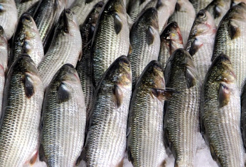 Balık Omega 3 yağ asitlerinin vücutta en kolay işlem göreni balıklarda bulunur Omega 3 yağ asitlerinin kalp sağlığı açısından önemli olduğu ve kolesterol seviyelerini düşürdüğü uzun zamandır bilinse de omega 3 ün bağışıklık sistemini güçlendirdiği ve eklem sağlığı açısından da önemli olduğu da tespit edilmiştir Omega 3 yağ asitlerinin zayıflamaya yardımcı olduğu düşünülmektedir Aynı zamanda yeterli omega 3 tüketen kişilerde depresyona yakalanma riski daha düşüktür