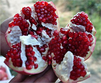 Nar Yeşil çaya göre üç kat daha fazla antioksidan içeren narın inme ve kalp krizine karşı koruma sağladığı düşünülüyor Uzun süreli bilimsel çalışmalar da düzenli nar suyu tüketenlerde kolon kanserine yakalanma riskinin daha düşük olduğu belirlenmiştir