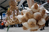 Sarımsak Antiviral ve antibiyotik etkisi olan sarımsak Amerika Kanser Enstitüsü nün kanserle savaşan en güçlü besinler listesinde yer alıyor Günde 2 3 diş sarımsak tüketmenin kan kolesterolünü düşürücü etkisi olduğu belirlenmiştir Pişirilerek tüketilen sarımsağın ise vücudu cıva ve kadmiyum gibi ağır metallerden arındırmaya yardımcı olduğu biliniyor