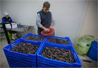 Popülasyonunun devamını sağlamak adına Tarım Bakanlığı tarafından belli bölgeler 4 yıllığına nadasa bırakılır belli bölgelerde de avcılığına izin verilir