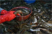 Avlanması kasım ayında başlar haziran ayında sona erer