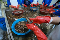 İzmir ve Balıkesir kıyılarında 200 e yakın dalgıç sığ koylarda 5 ila 25 metre derinlikte yaşayan patlıcanları toplayarak geçimlerini sağlıyor diye konuştu