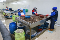 Türk damak tadına uygun değil Anadolu Ajansı