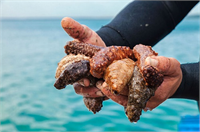 Deniz patlıcanı gelir kapısı oldu