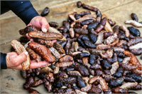 Gıda Tarım ve Hayvancılık Bakanlığı nın izin verdiği sahalarda dalgıçların topladığı deniz patlıcanı özellikle Çin mutfağında tercih ediliyor