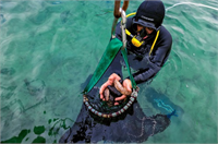 TÜİK verilerine göre 2014 te yalnızca 553 bin dolar olan deniz patlıcanı ihracatı 2015 yılında 4 milyon 43 bin dolara 2016 nın 11 ayında ise 6 milyon 613 bin dolara yükseldi