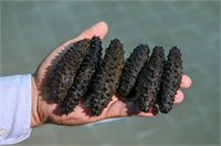 Hong Kong başta olmak üzere ABD Namibya Tayvan ve Vietnam a gönderilen deniz patlıcanı geçimini denizden sağlayan dalgıçların da gelir kapısı oldu