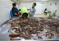 İlk yıllarda Türkiye de henüz yeni tanınan bu ürünün ihracatında zorlandıklarını ihracat kayıtlarının 2014 yılından sonra tutulmaya başlandığını aktaran Kösel