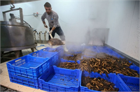 Çin mutfağında önemli yere sahip deniz patlıcanının bağışıklık sistemini güçlendirdiğini zengin protein kaynağı olduğunu belirten Kösel