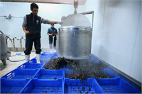 Orta yaş ve üzerindeki Çinliler tarafından yoğun olarak tüketilir