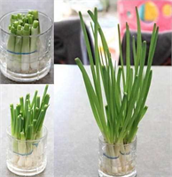 Bu sebzeleri 1 kere aldıktan sonra evinizde tekrar kolaylıkla yetiştirebilirsiniz