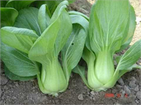 Çin Lahanası İlk önce su dolu bir kaba koyduktan sonra 1 2 hafta sonra ise toprak olan bir saksıya koyduğunuzda tekrar hayat bulacaklardır