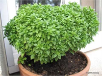 Fesleğen hoş kokusunun ve süs bitkisi olarak kullanılmasının yanı sıra yemeklere de tat veren bu bitkiyi saksıda kolaylıkla yetiştirebilirsiniz