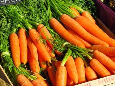 Havuç zaten kök deposu olan havucu biraz büyük ve derin bir saksıda kolaylıkla yetiştirebilirsiniz