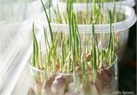 Sarımsak Bir kabın içerisine az miktarda su koyun Sarımsağı suya hafifçe değecek şekilde kabın içerisine koyun ve cam önüne yerleştirin 1 hafta gibi kısa bir sürede filizlendiğini göreceksiniz